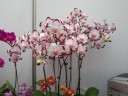 Phal. Ever Spring Prince 2.5''