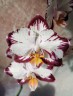Phal. Ever Spring Prince 2.5''
