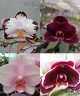 Phal. Ever Spring Prince 2.5''