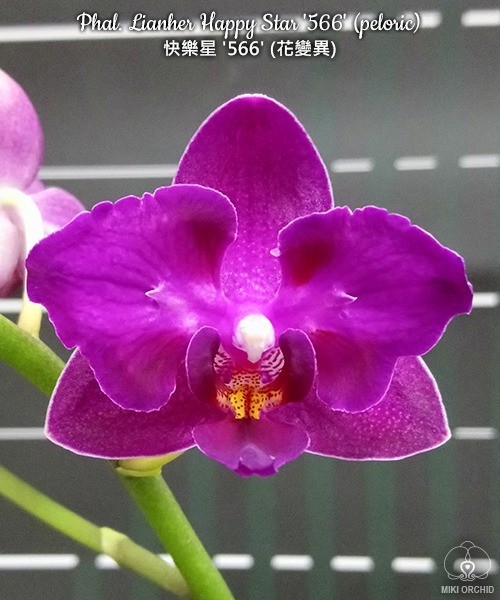 Phal. Lianher Happy Star '566' (peloric) 2.5''