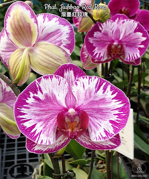 Phal. Jiuhbao Red Rose 2.5"