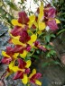 Den. Thongchai Gold 'Mutation' 2.8''