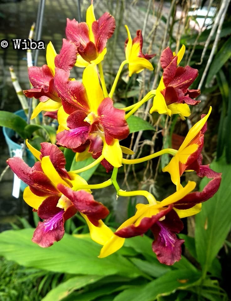 Den. Thongchai Gold 'Mutation' 2.8''