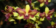 Den. Thongchai Gold 'Mutation' 2.8''