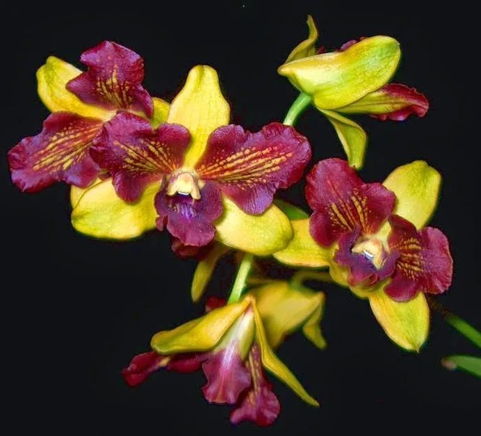 Den. Thongchai Gold 'Mutation' 2.8''