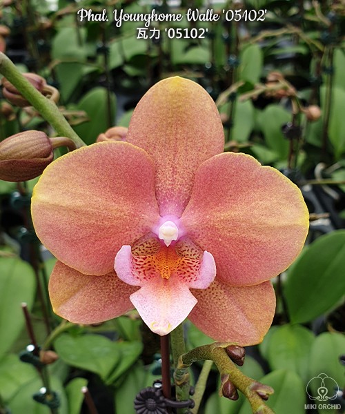 Phal. Younghome Walle '05102' 2.5"