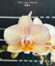 Phal. Sogo Mandala 2.5''