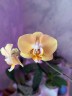 Phal. Sogo Mandala 2.5''