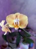 Phal. Sogo Mandala 2.5''