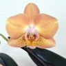 Phal. Sogo Mandala 2.5''
