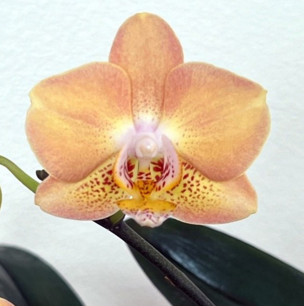 Phal. Sogo Mandala 2.5''