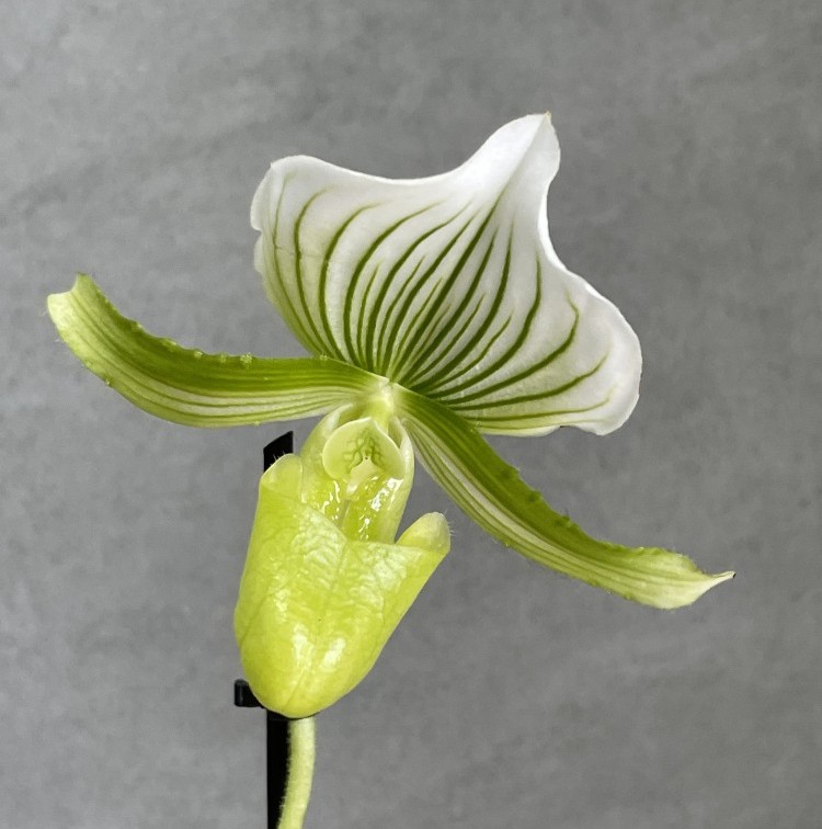 Пафиопедилум Maudi Femma  Ø 9 см Уценка - отцвел