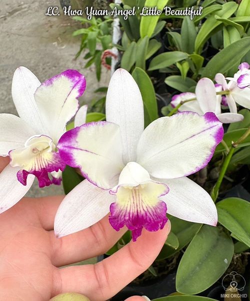 LC. Hwa Yuan Angel 'Little Beautiful' 2.5''