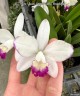LC. Hwa Yuan Angel 'Little Beautiful' 2.5''