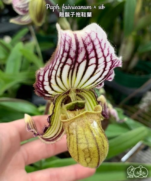 Paph. fairrieanum × sib 2.5''