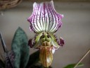 Paph. fairrieanum × sib 2.5''