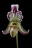 Paph. fairrieanum × sib 2.5''