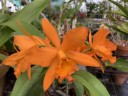 Rth. Love Passion 'Orange Bird' AM CCM/AOS 2.5"