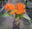 Rth. Love Passion 'Orange Bird' AM CCM/AOS 2.5"