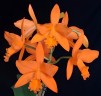 Rth. Love Passion 'Orange Bird' AM CCM/AOS 2.5"