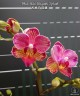 Phal. Miki Wagashi 'Splash' 2.5''