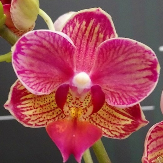 Phal. Miki Wagashi 'Splash' 2.5''