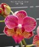 Phal. Miki Wagashi 'Splash' 2.5''