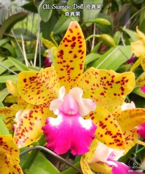 Ctt. Siamese Doll 2.5''