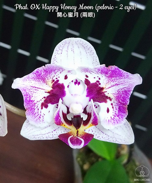 Phal. OX Happy Honey Moon (peloric - 2 eyes) 2.5''