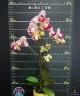 Phal. (Sinica Candy × Bkack) (peloric - 3 lips) 2.5"
