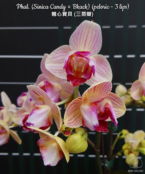 Phal. (Sinica Candy × Bkack) (peloric - 3 lips) 2.5"