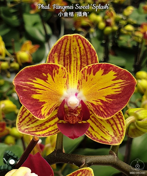 Phal. Fangmei Sweet 'Splash' 2.5''