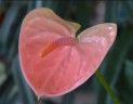 Anthurium andreanum 'Sweet Dream' Ø 9 см