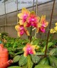 Phal. Allura 'AL's Rainbow' 2.5''