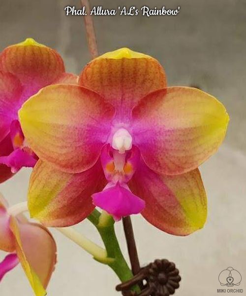 Phal. Allura 'AL's Rainbow' 2.5''