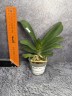 Rhy. gigantea × sib 2.5"