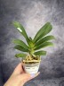 Rhy. gigantea × sib 2.5"