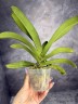 Rhy. gigantea × sib 2.5"