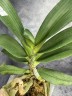 Rhy. gigantea × sib 2.5"