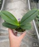 Phal. Charming Twilight Light 2.5''