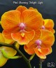 Phal. Charming Twilight Light 2.5''