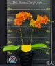 Phal. Charming Twilight Light 2.5''