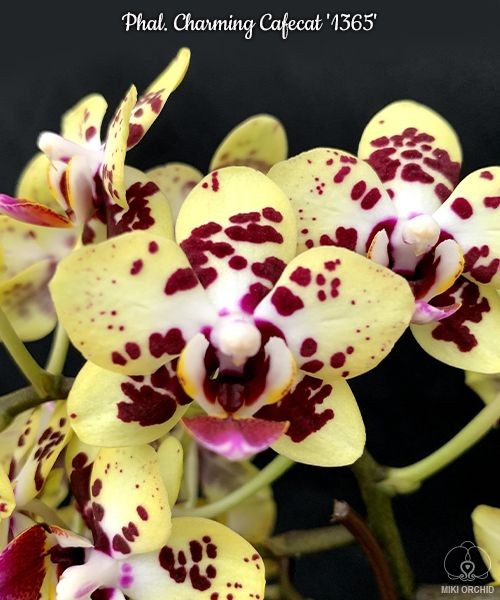 Phal. Charming Cafecat '1365' 2.5'' УЦЕНКА (плохие корни)