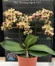 Phal. Charming Cafecat '1365' 2.5'' УЦЕНКА (плохие корни)