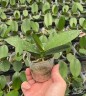 Phal. Charming Cafecat '1365' 2.5'' УЦЕНКА (плохие корни)