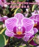 Phal. Sogo Vivien 'Variegata' 2.5'' УЦЕНКА (сломан  листик. / точка роста сохранна)