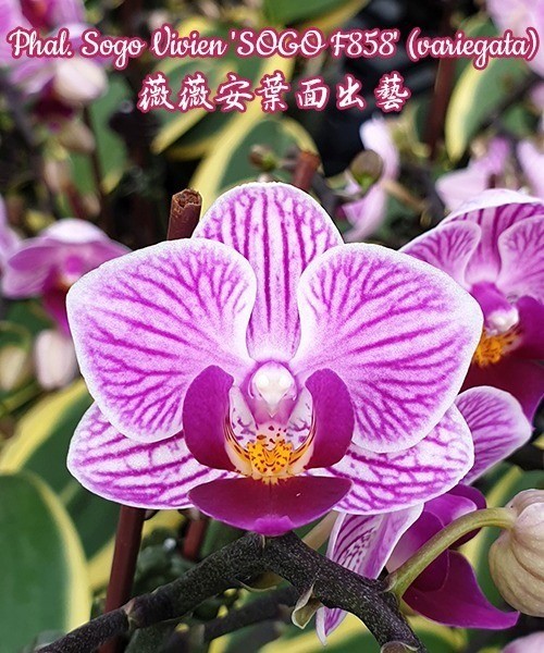 Phal. Sogo Vivien 'Variegata' 2.5'' УЦЕНКА (сломан  листик. / точка роста сохранна)