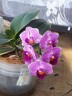 Phal. Sogo Vivien 'Variegata' 2.5'' УЦЕНКА (сломан  листик. / точка роста сохранна)