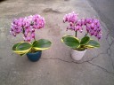 Phal. Sogo Vivien 'Variegata' 2.5'' УЦЕНКА (сломан  листик. / точка роста сохранна)