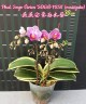 Phal. Sogo Vivien 'Variegata' 2.5'' УЦЕНКА (сломан  листик. / точка роста сохранна)
